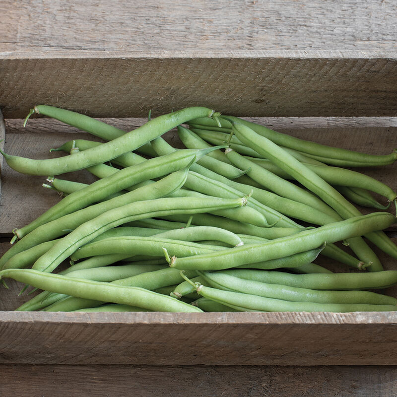 Bush Beans (4-pack)