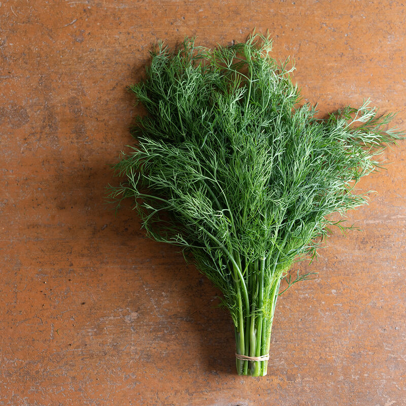 Dill (4-pack)