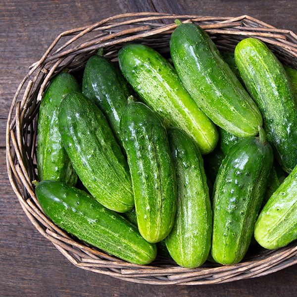 Cucumber, Pickling