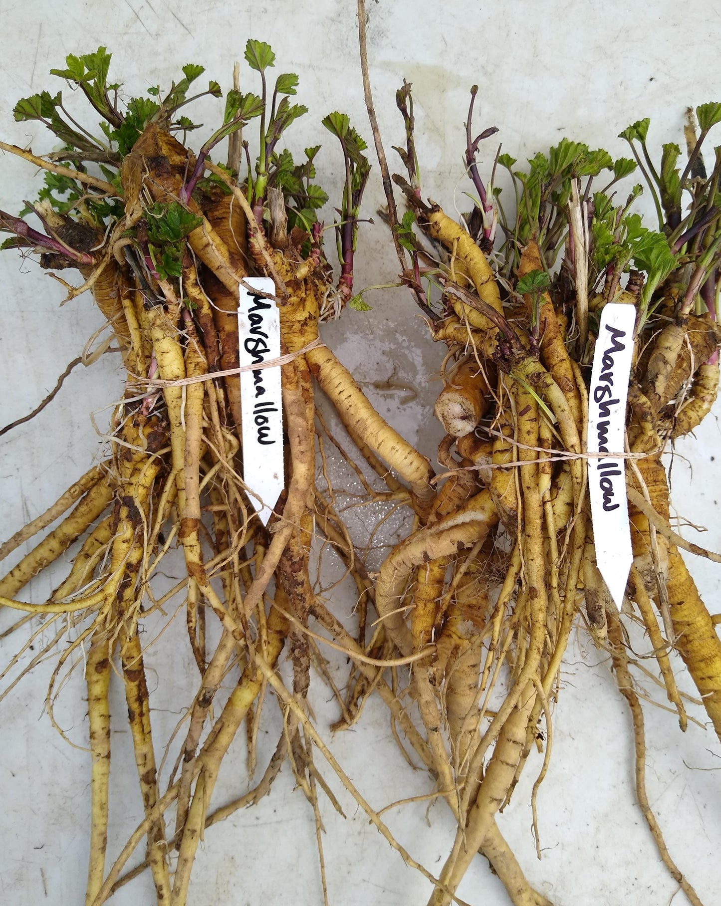 Marshmallow root