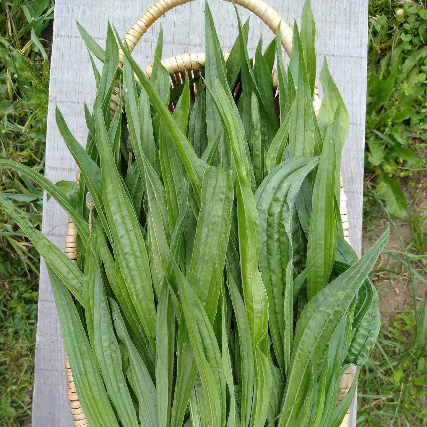 Plantain leaf