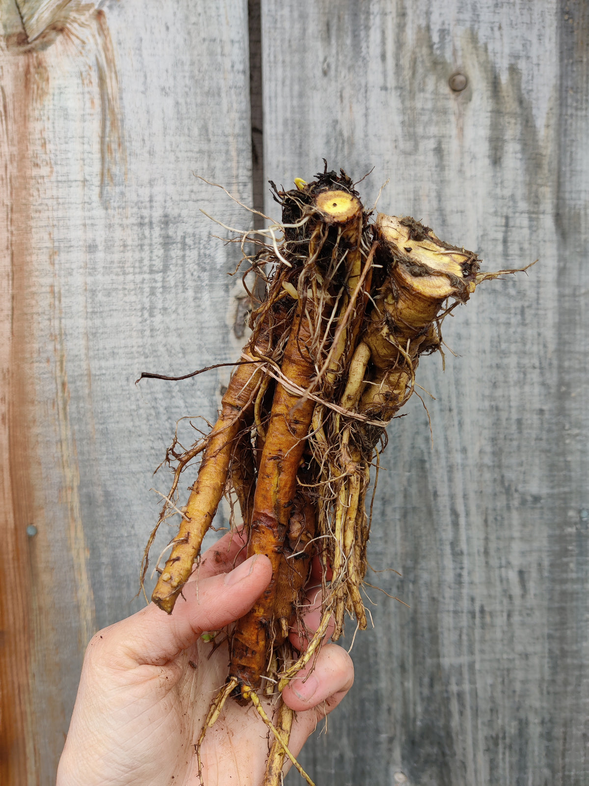 Yellow dock root