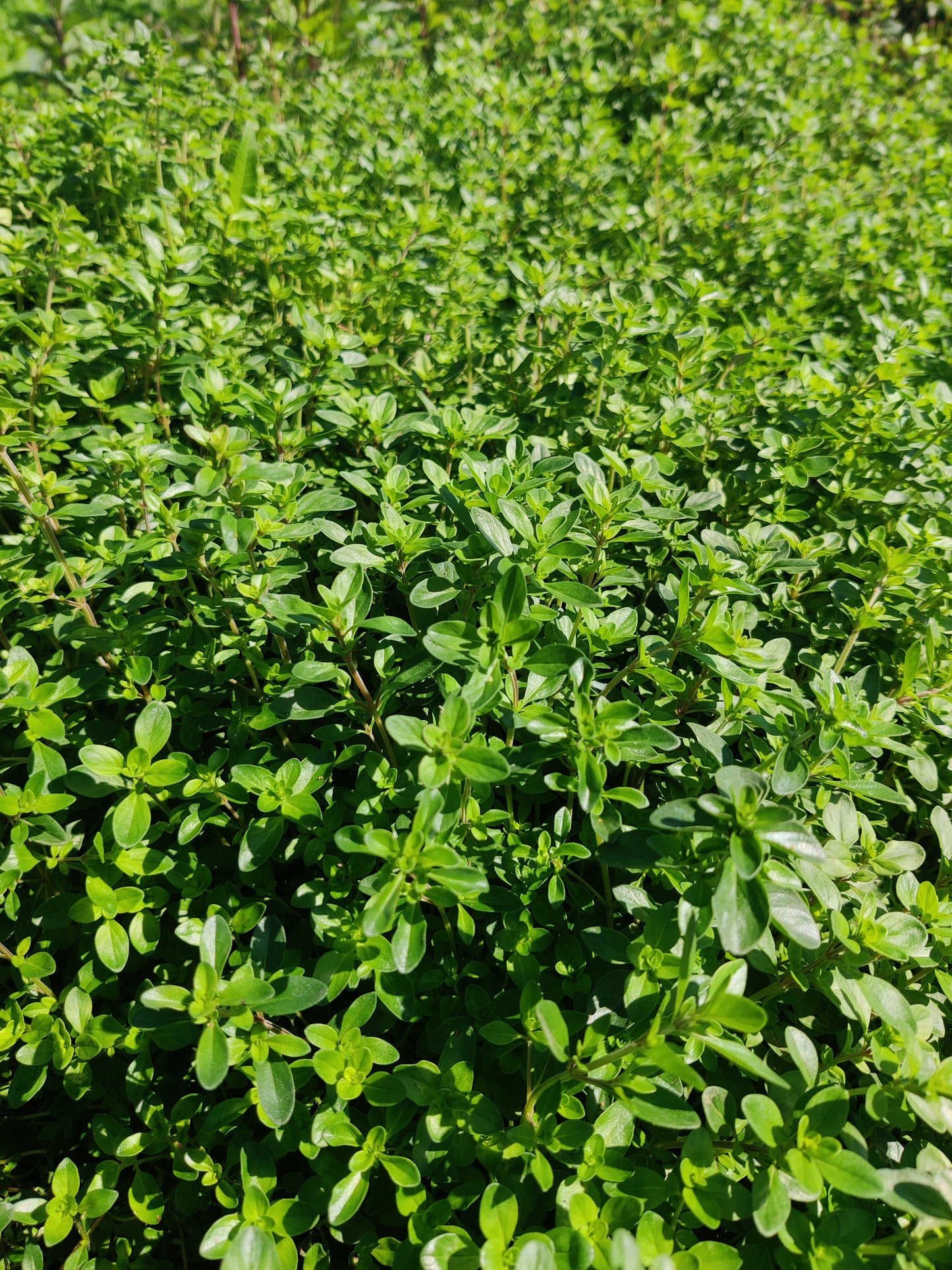 Thyme, creeping