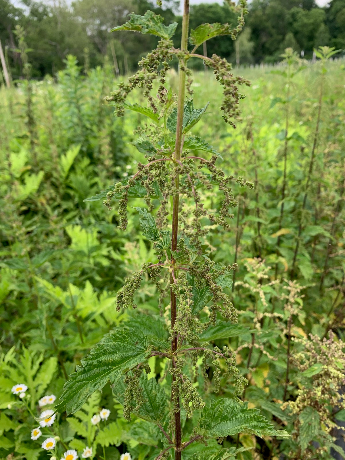 Stinging Nettle seed (green/brown)