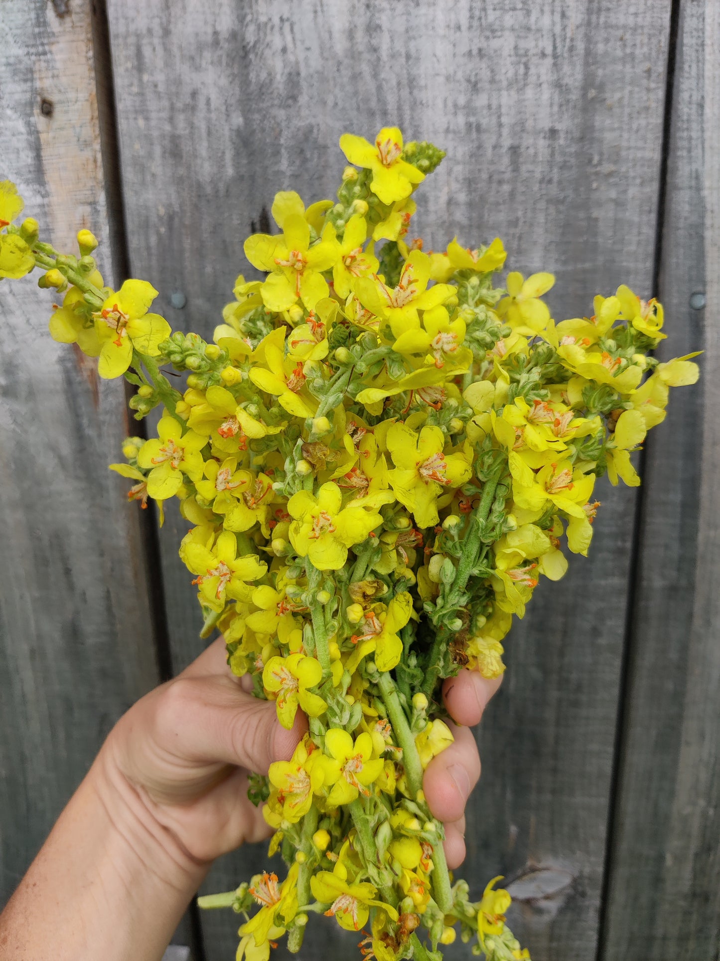 Mullein flower
