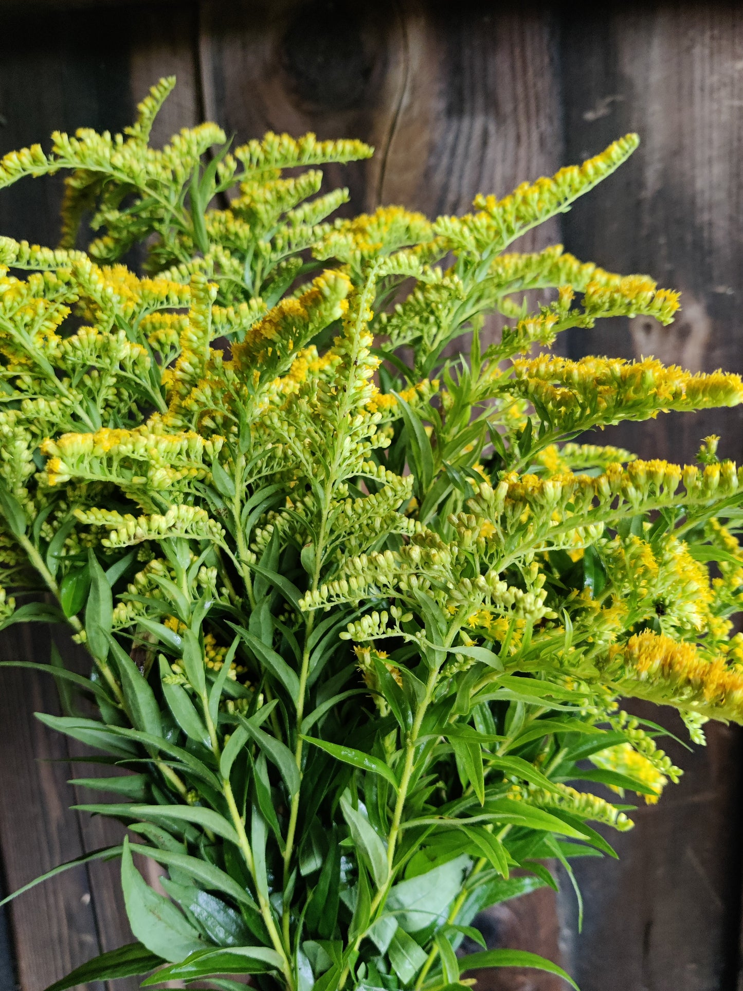 Goldenrod