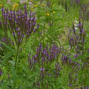 Blue Vervain