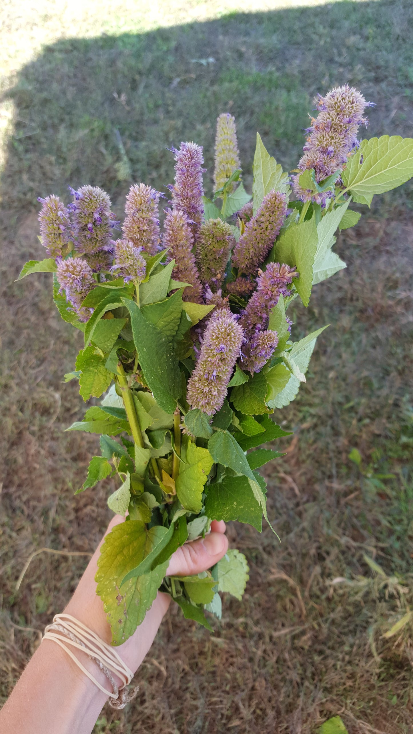 Anise hyssop