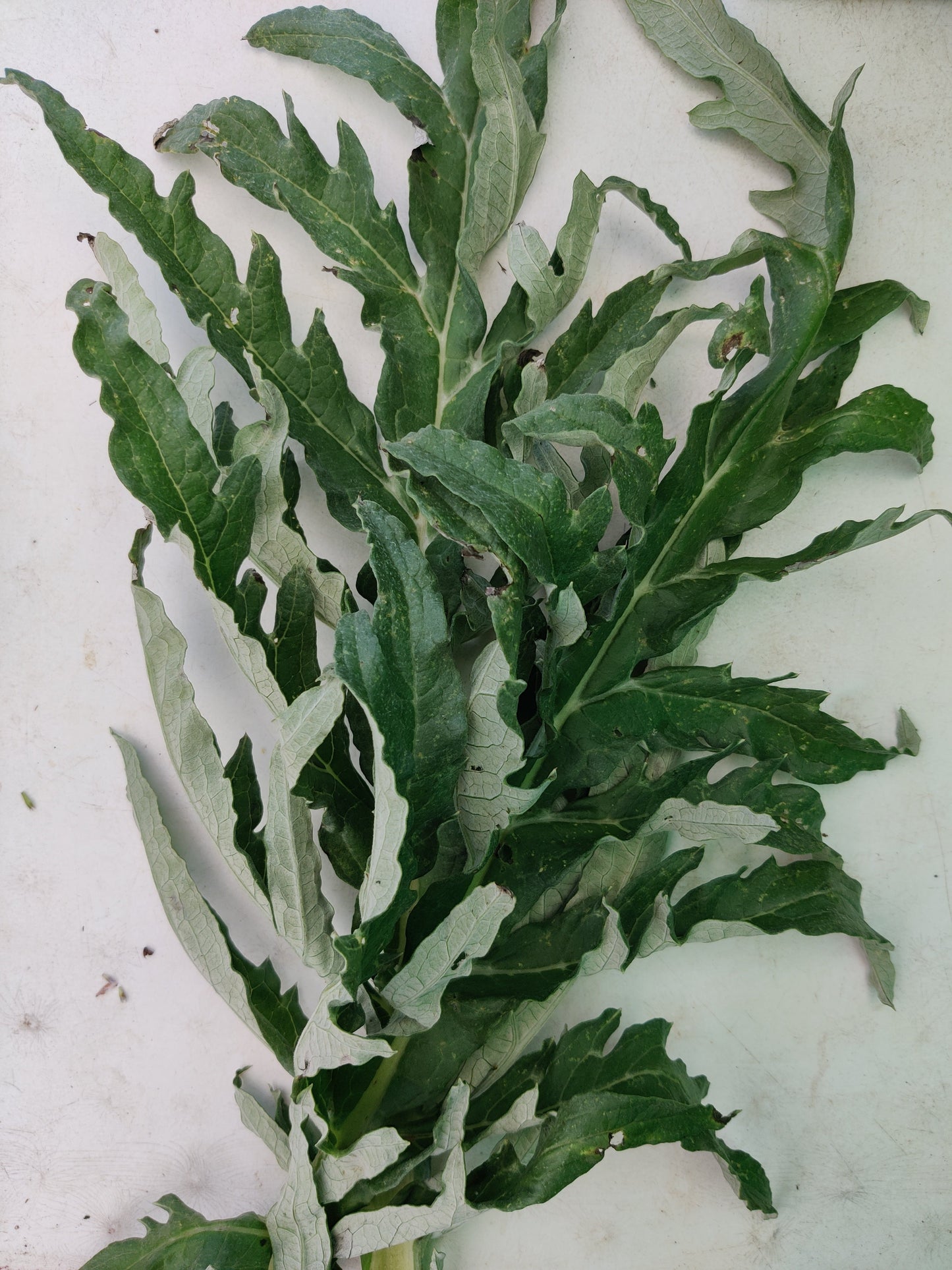Artichoke leaf