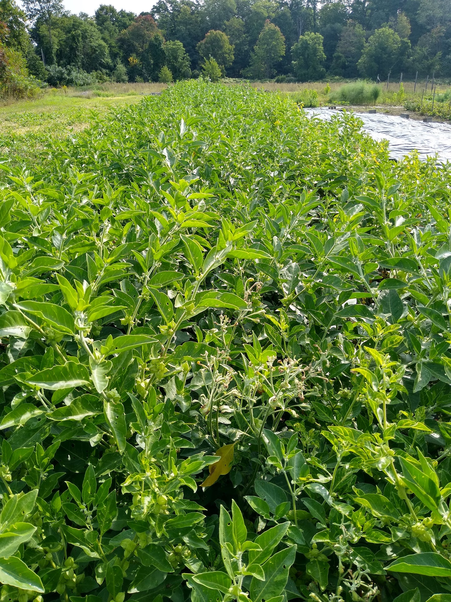 Ashwagandha root