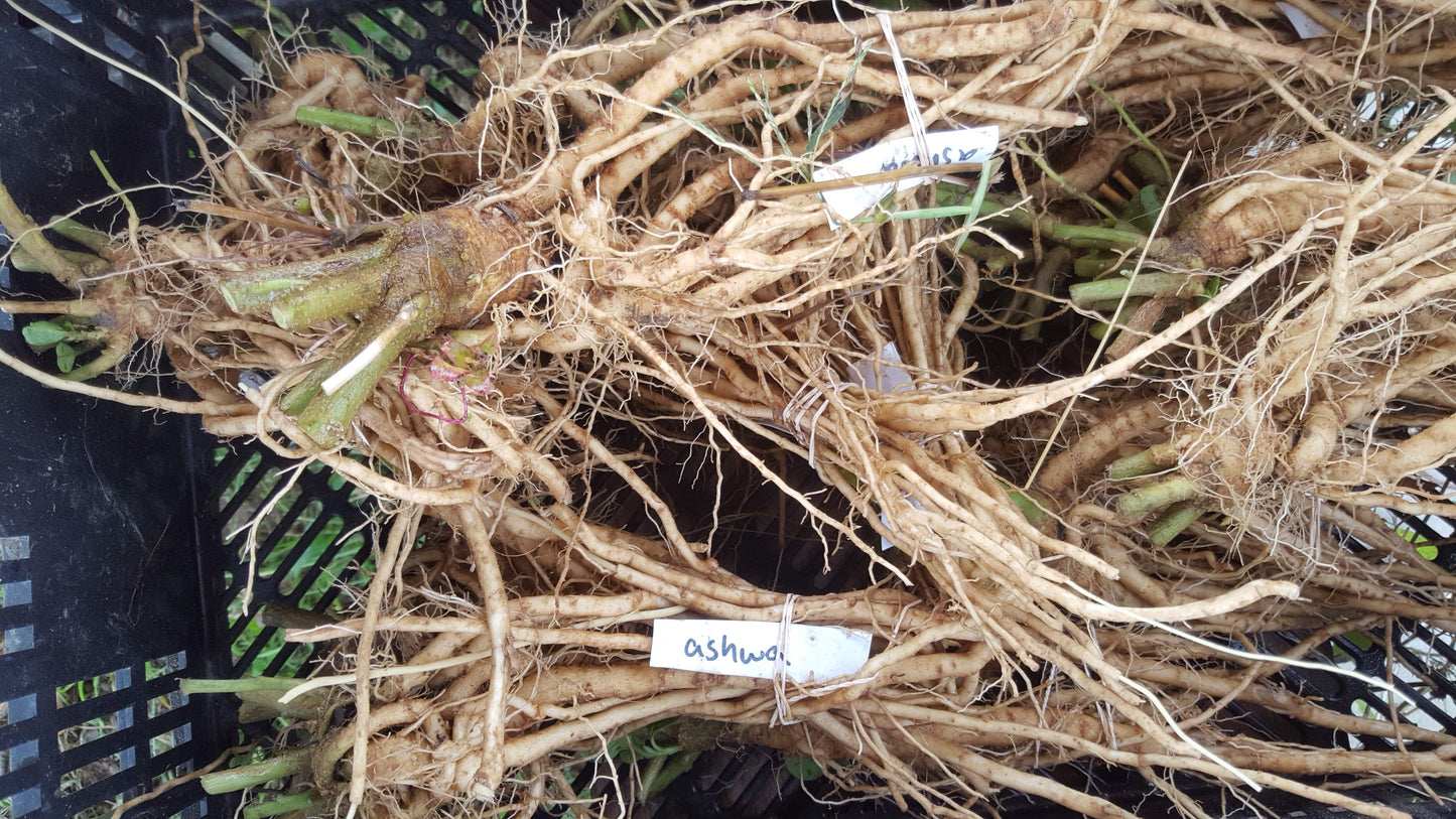 Ashwagandha root