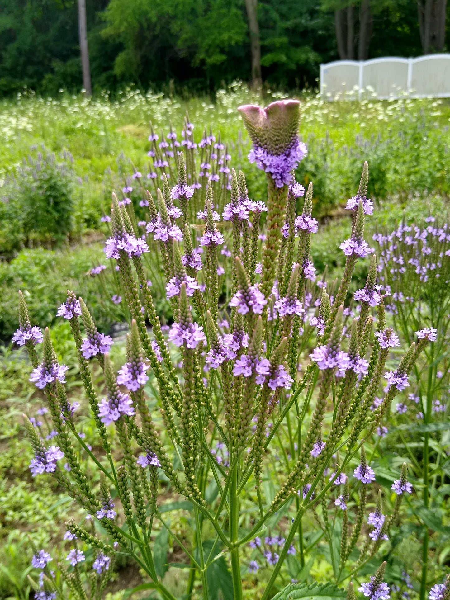 Blue Vervain