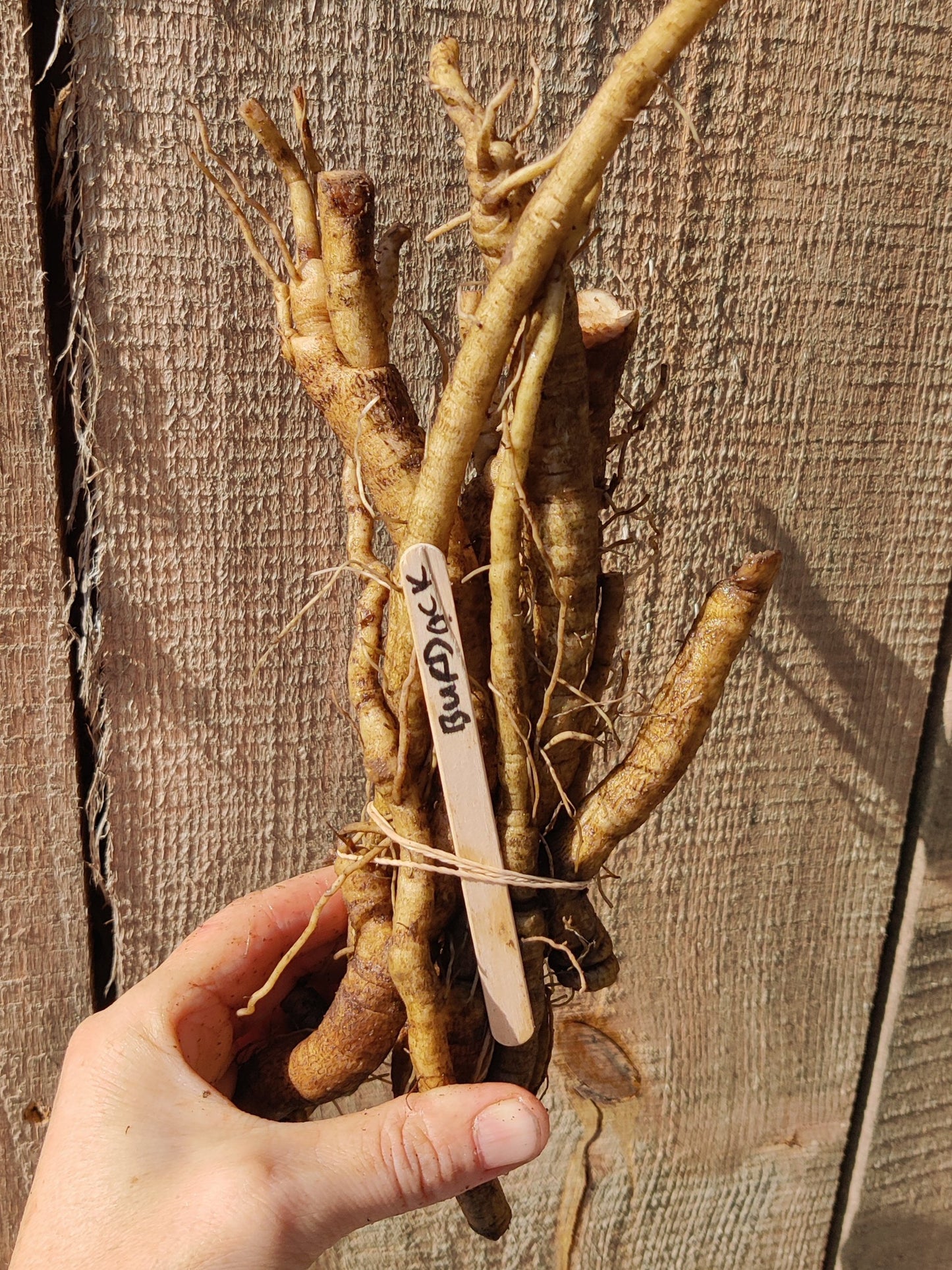 Burdock root
