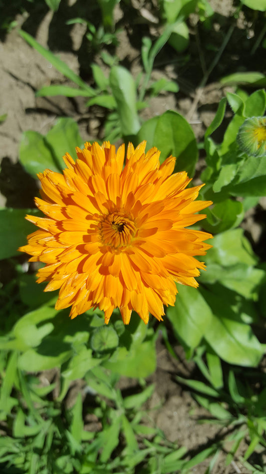 Calendula