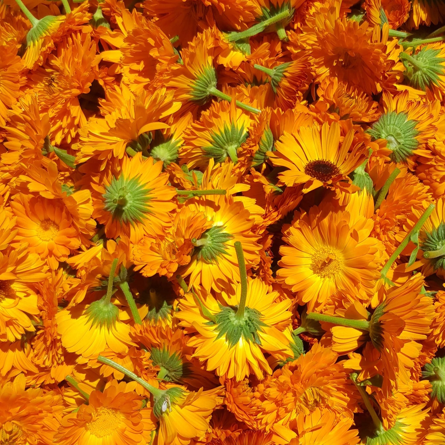 Calendula