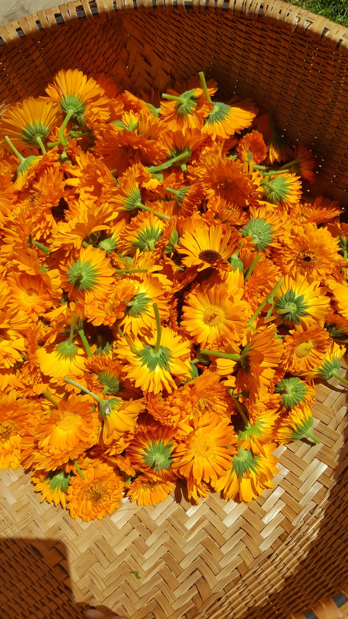 Calendula