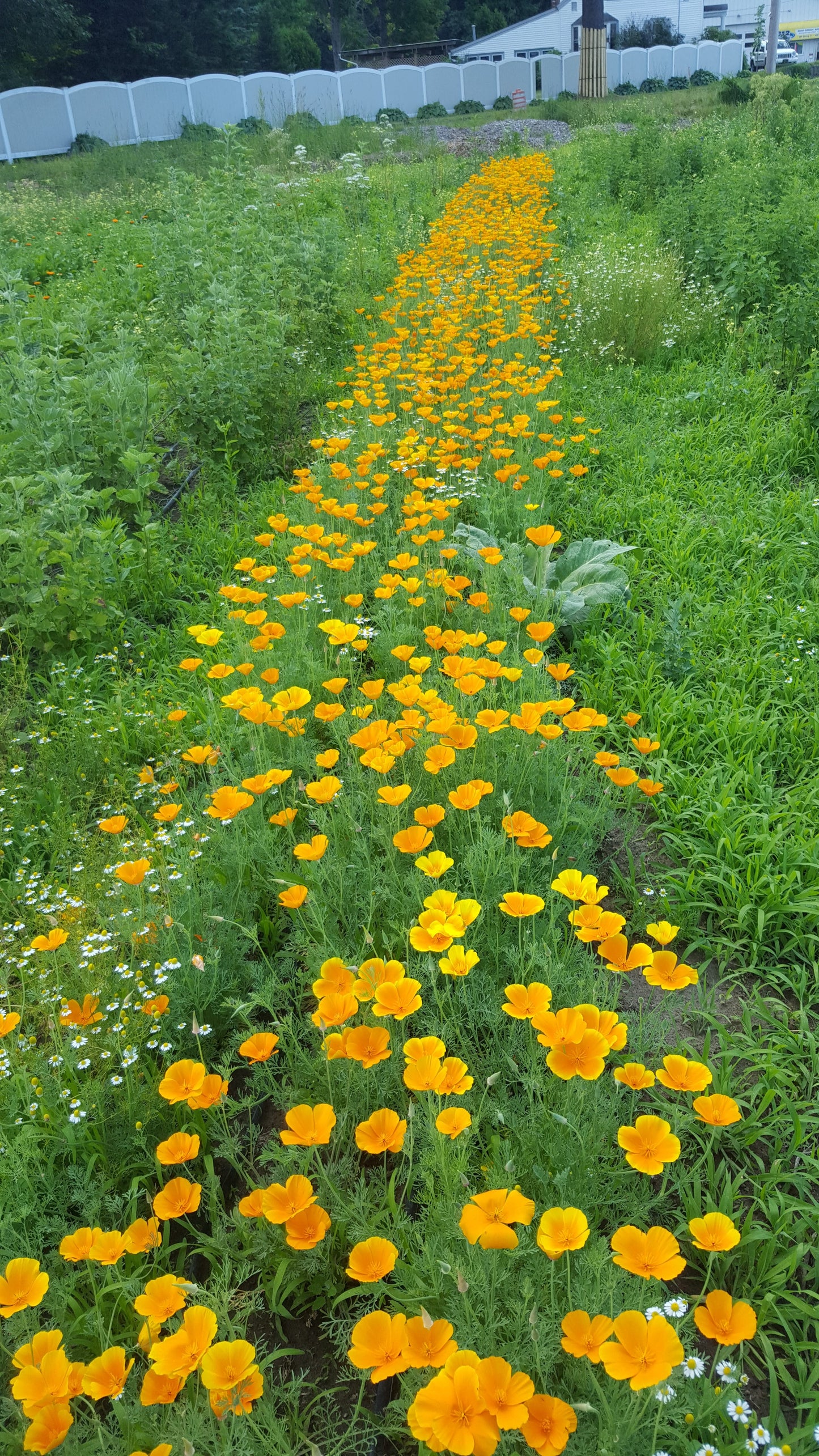 California poppy (4-pack)