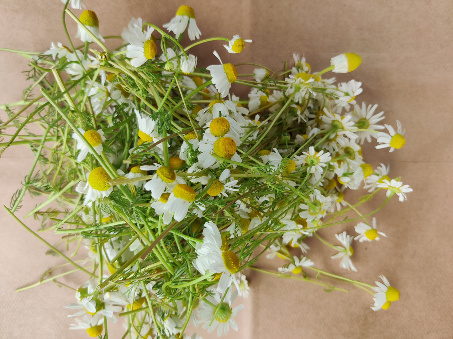 Chamomile (4-pack)