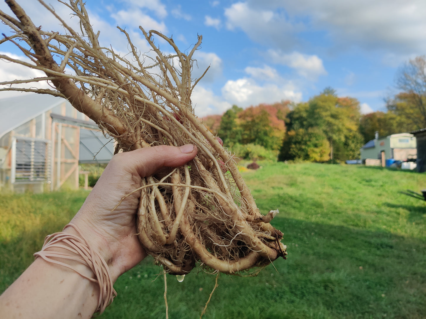 Chicory root