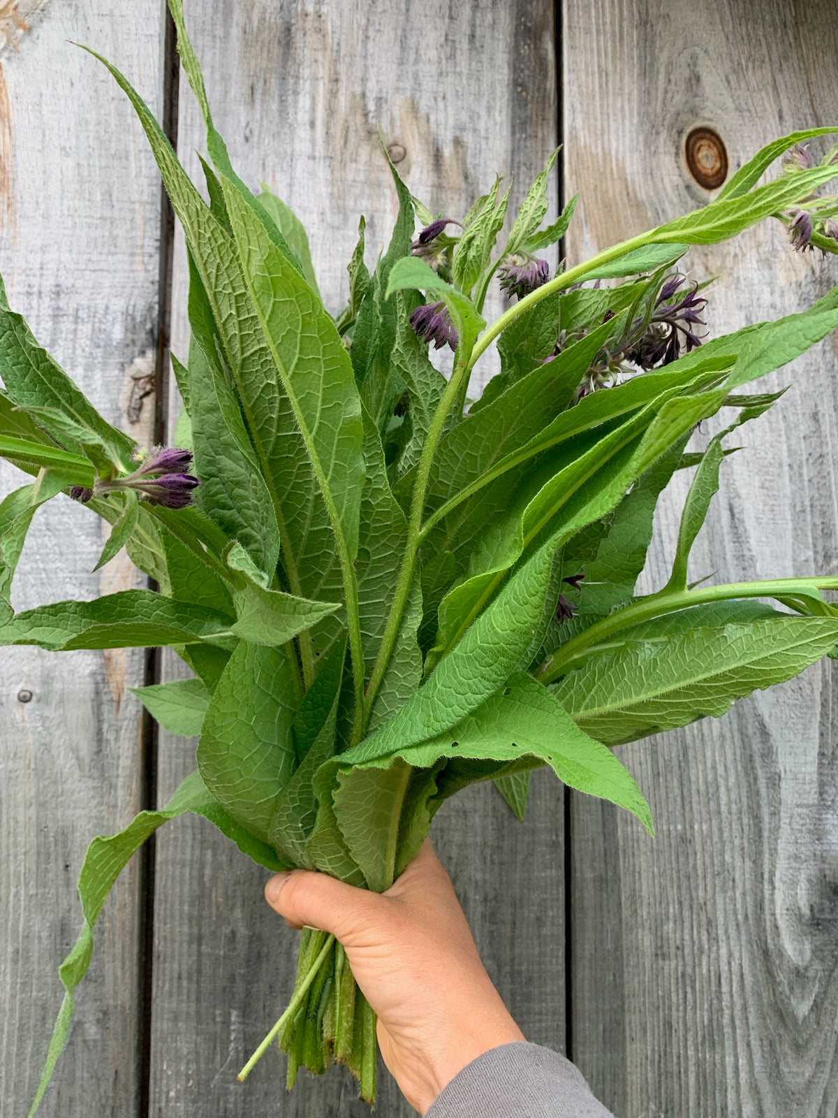Comfrey leaf & flowers