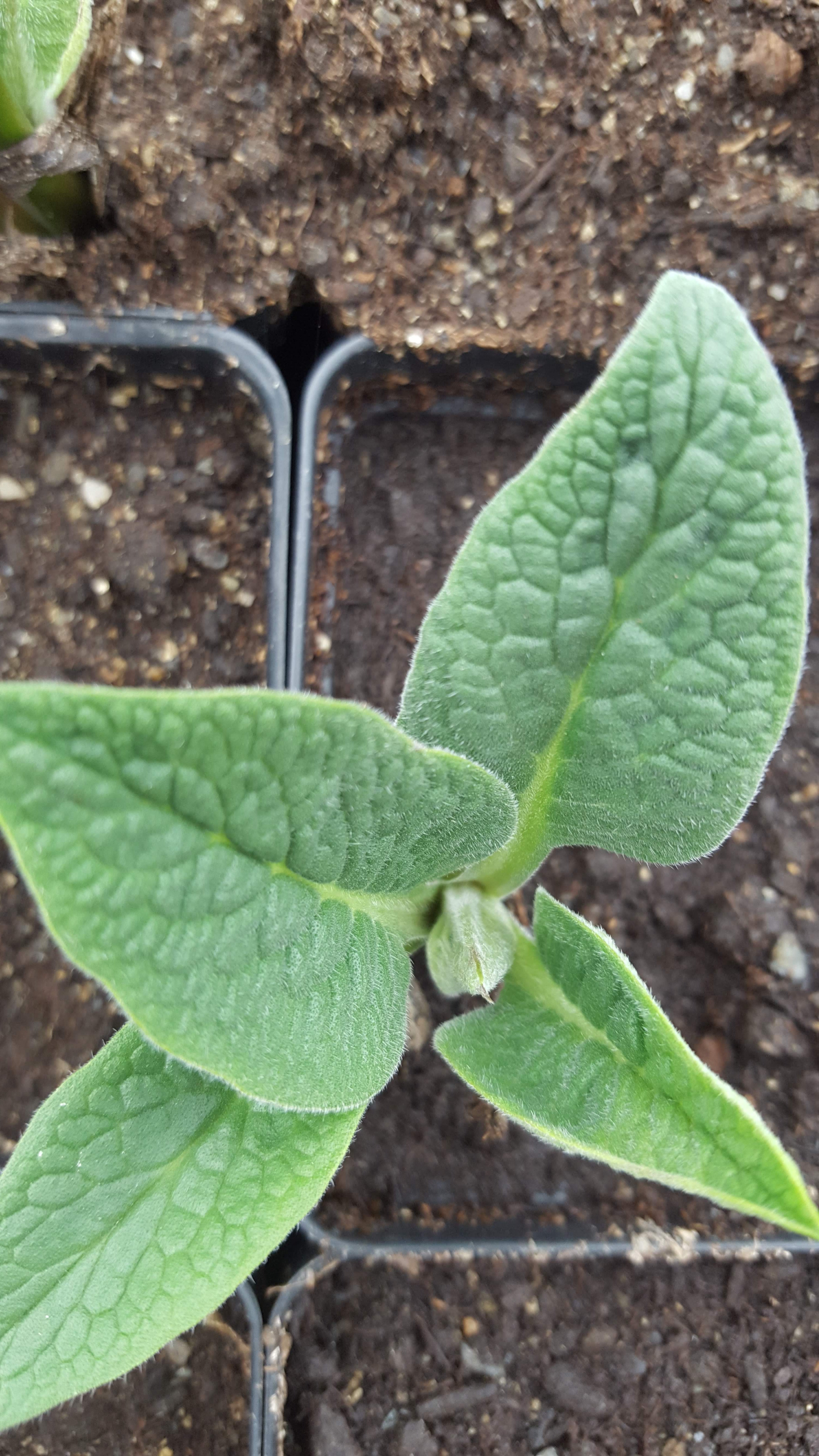 where to buy comfrey plants or seeds Comfrey – Sawmill Herb Farm