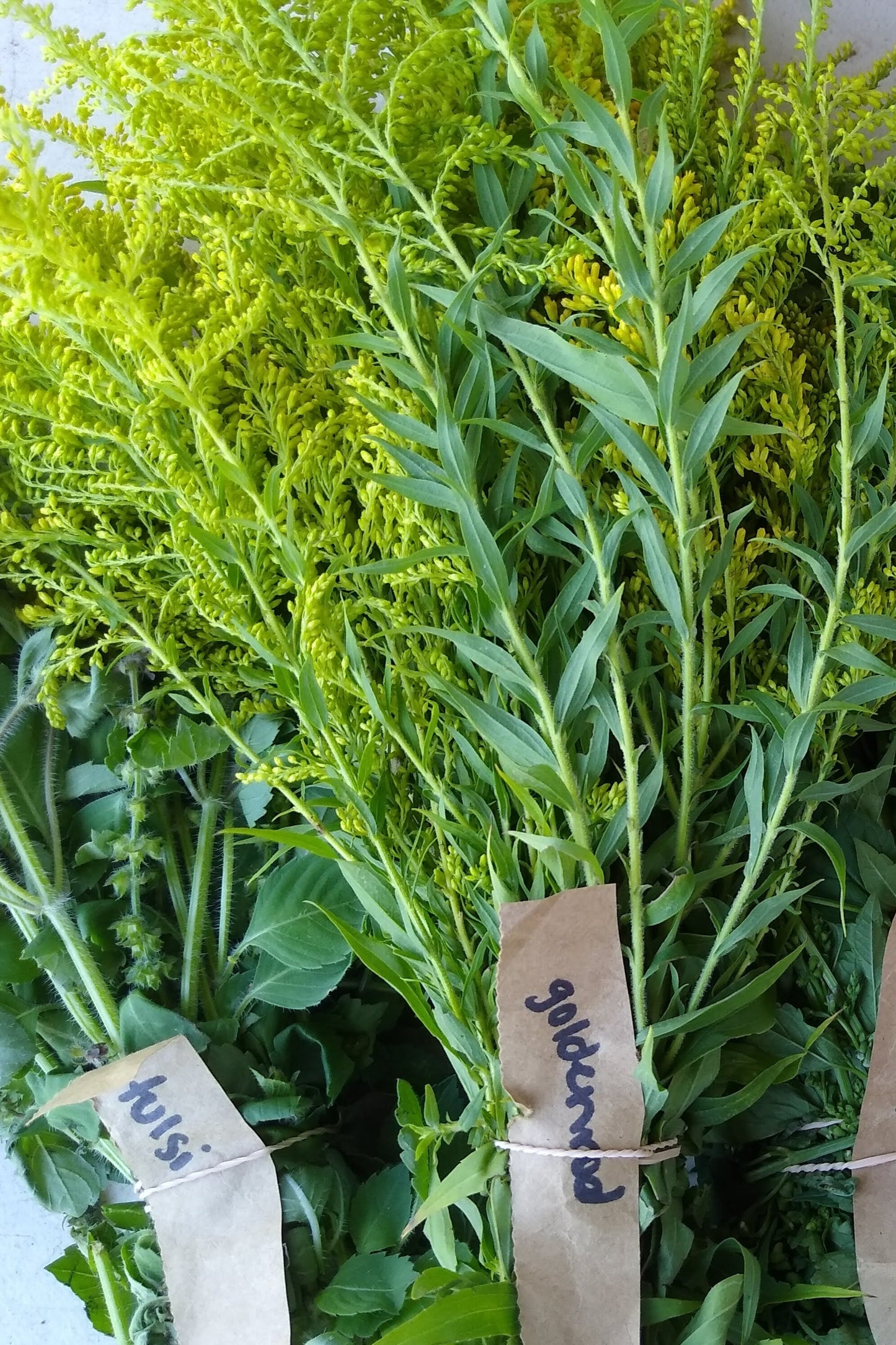 Goldenrod
