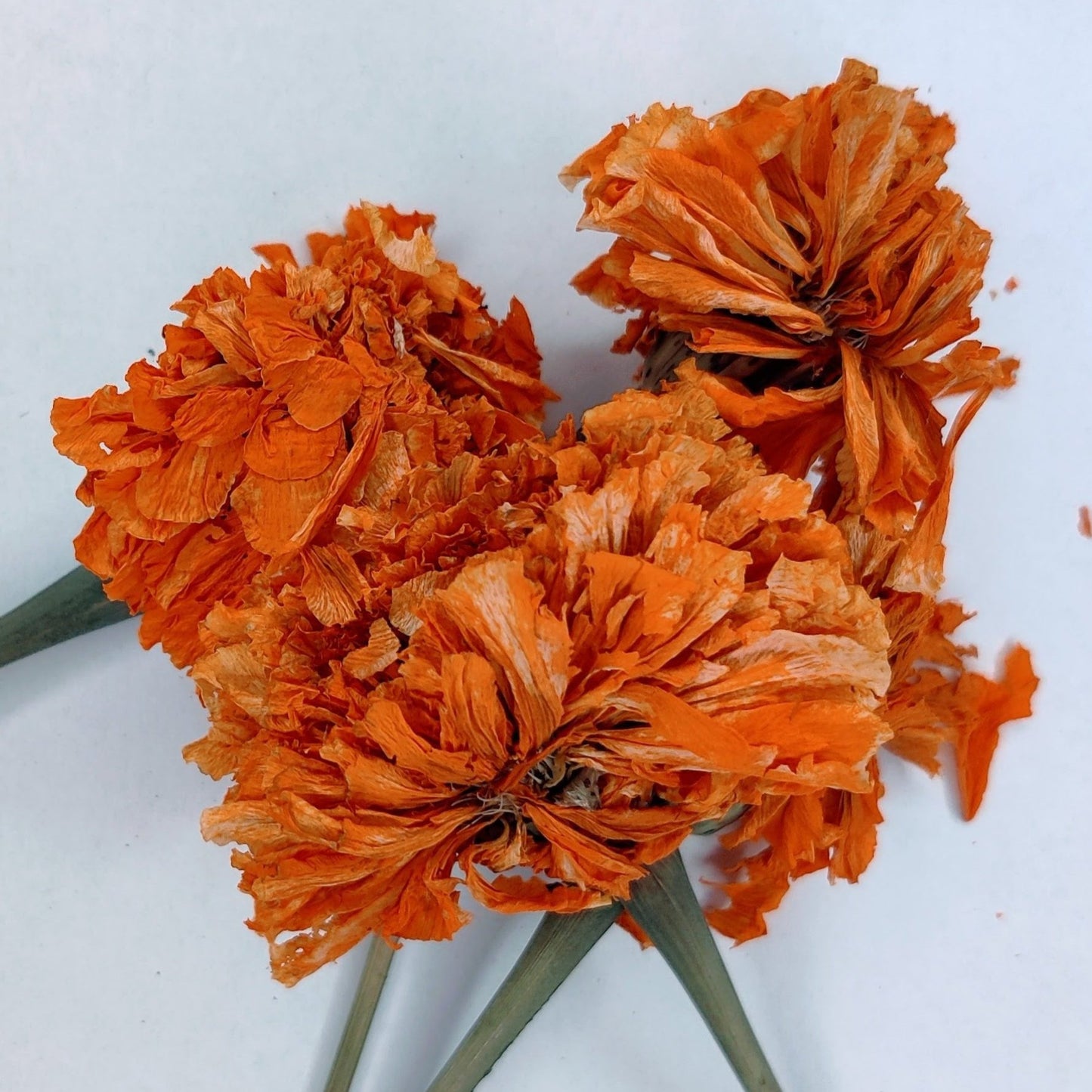 dried marigold