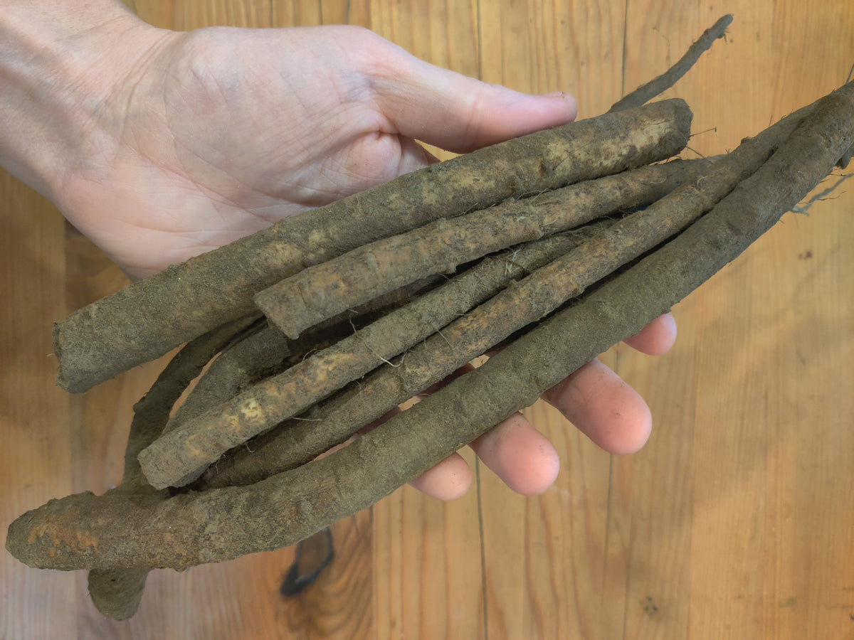 Elecampane root