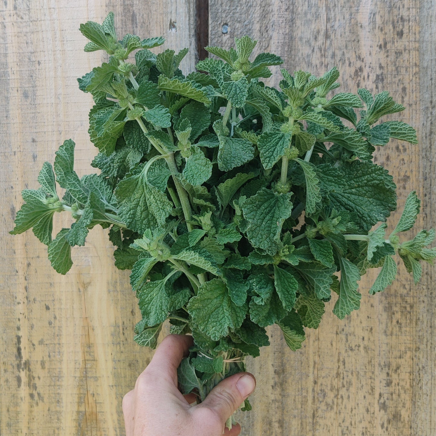 Horehound