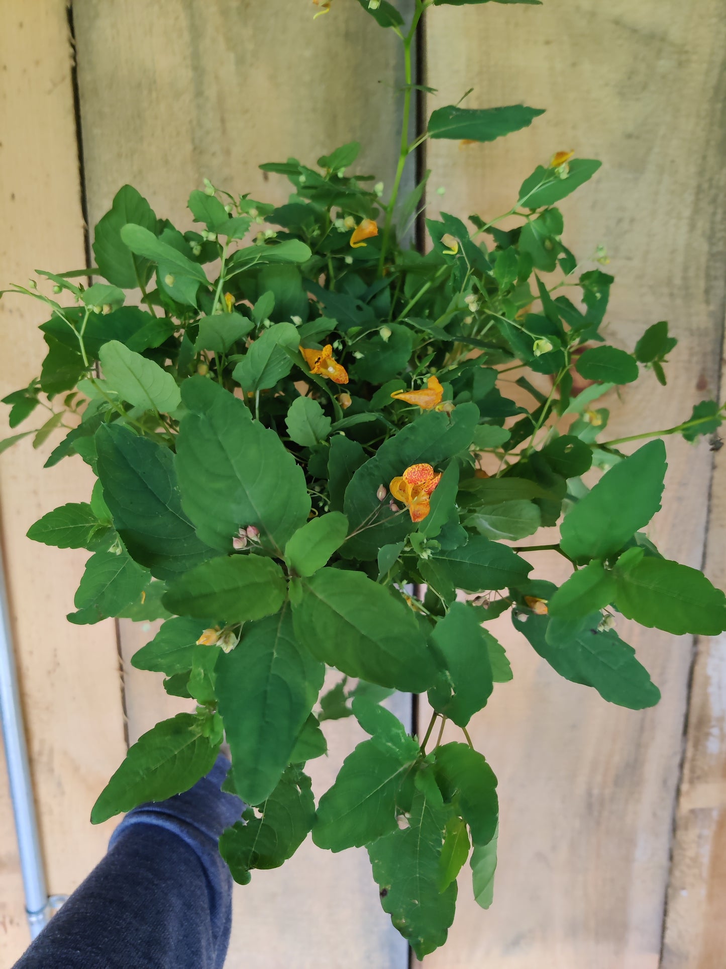 Jewelweed