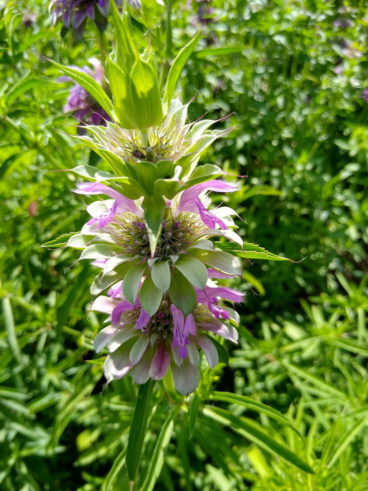 Bee balm (Lemon mint)