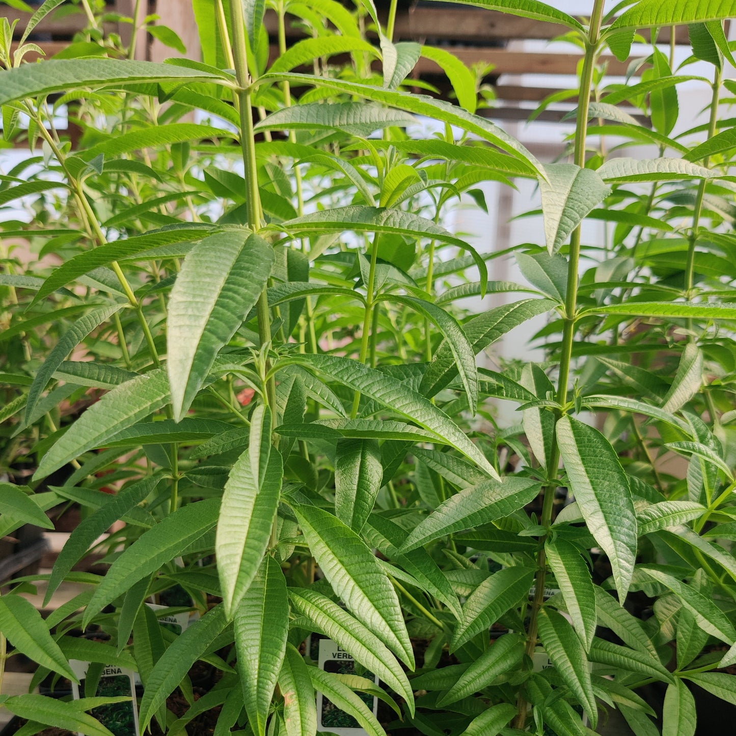 Lemon Verbena