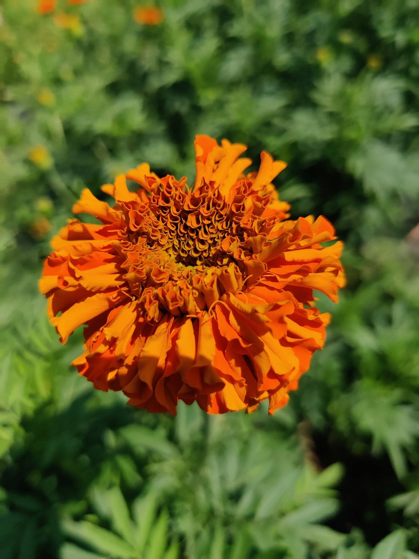 Marigold blossoms
