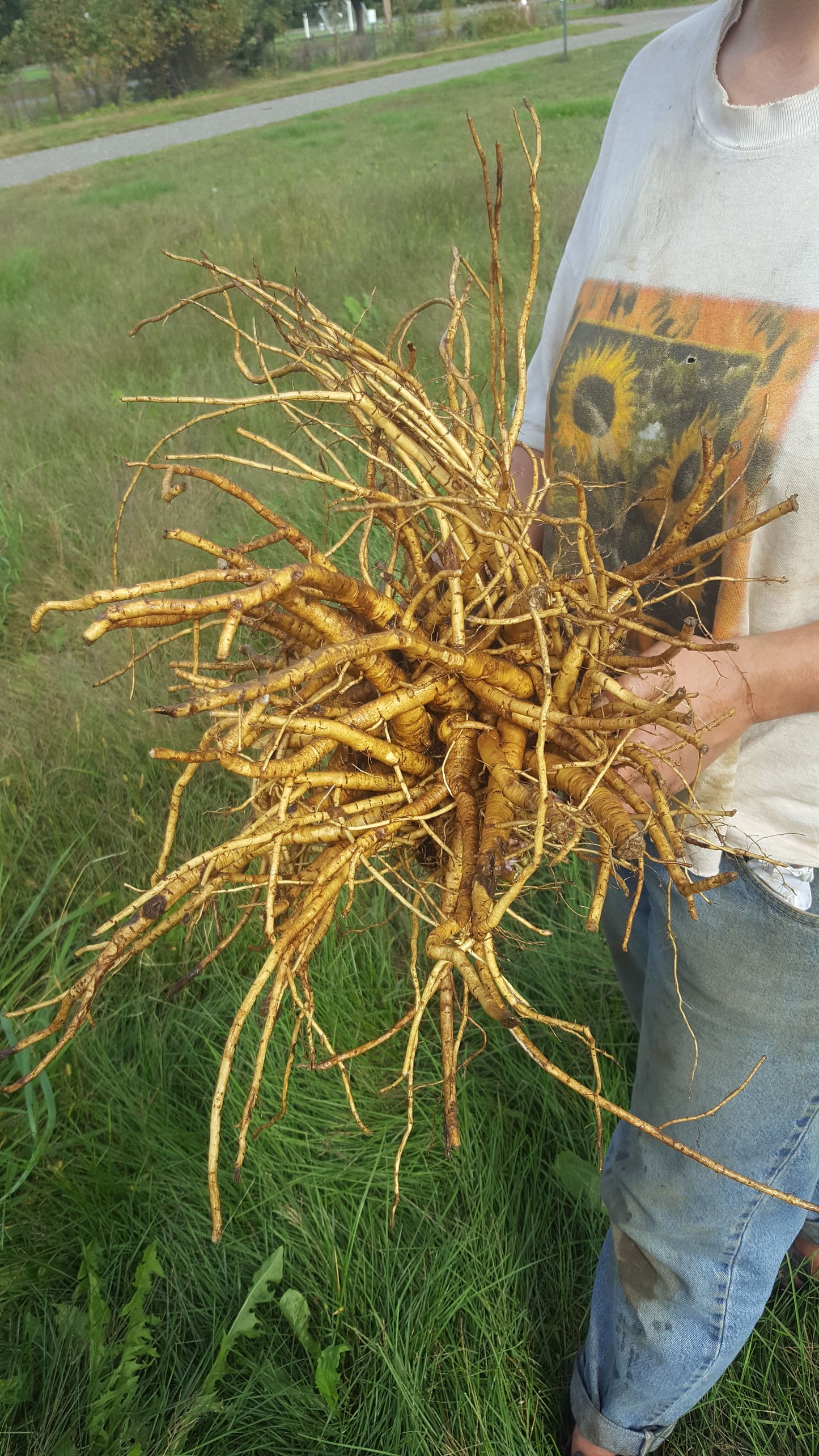Marshmallow root