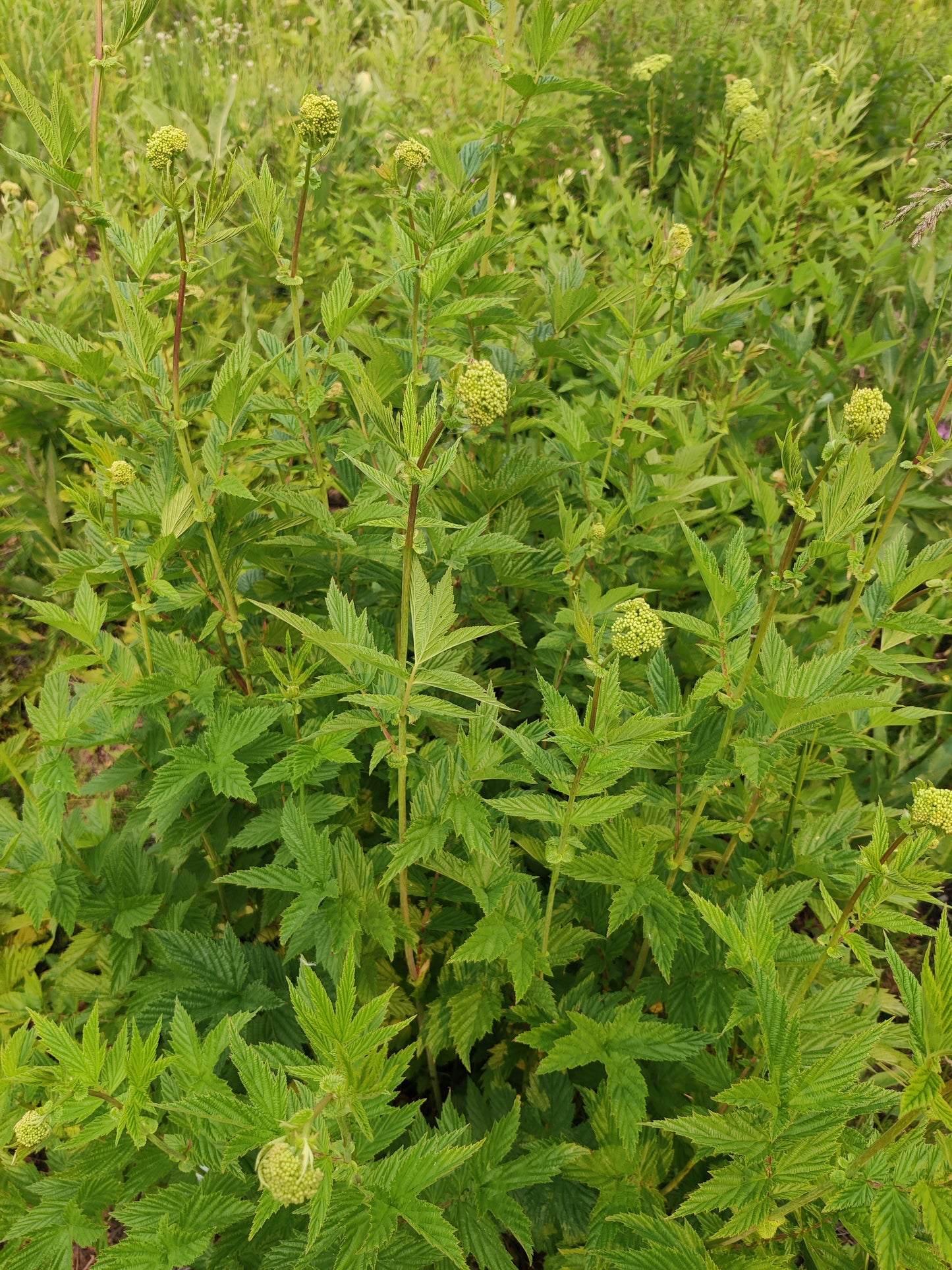 Meadowsweet