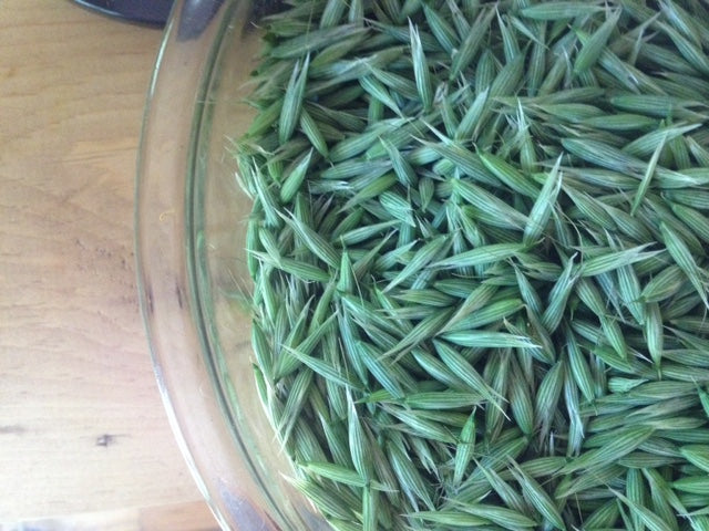 Dried Oat Tops