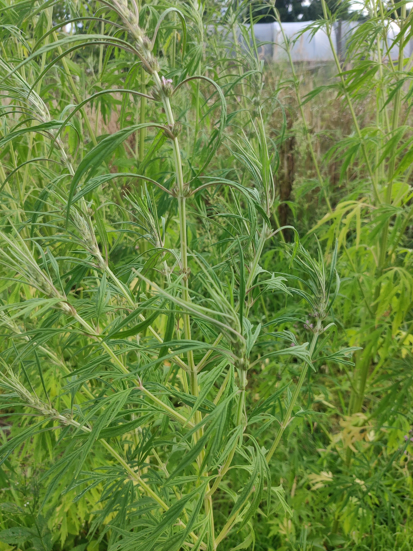 Dried Motherwort (Chinese)