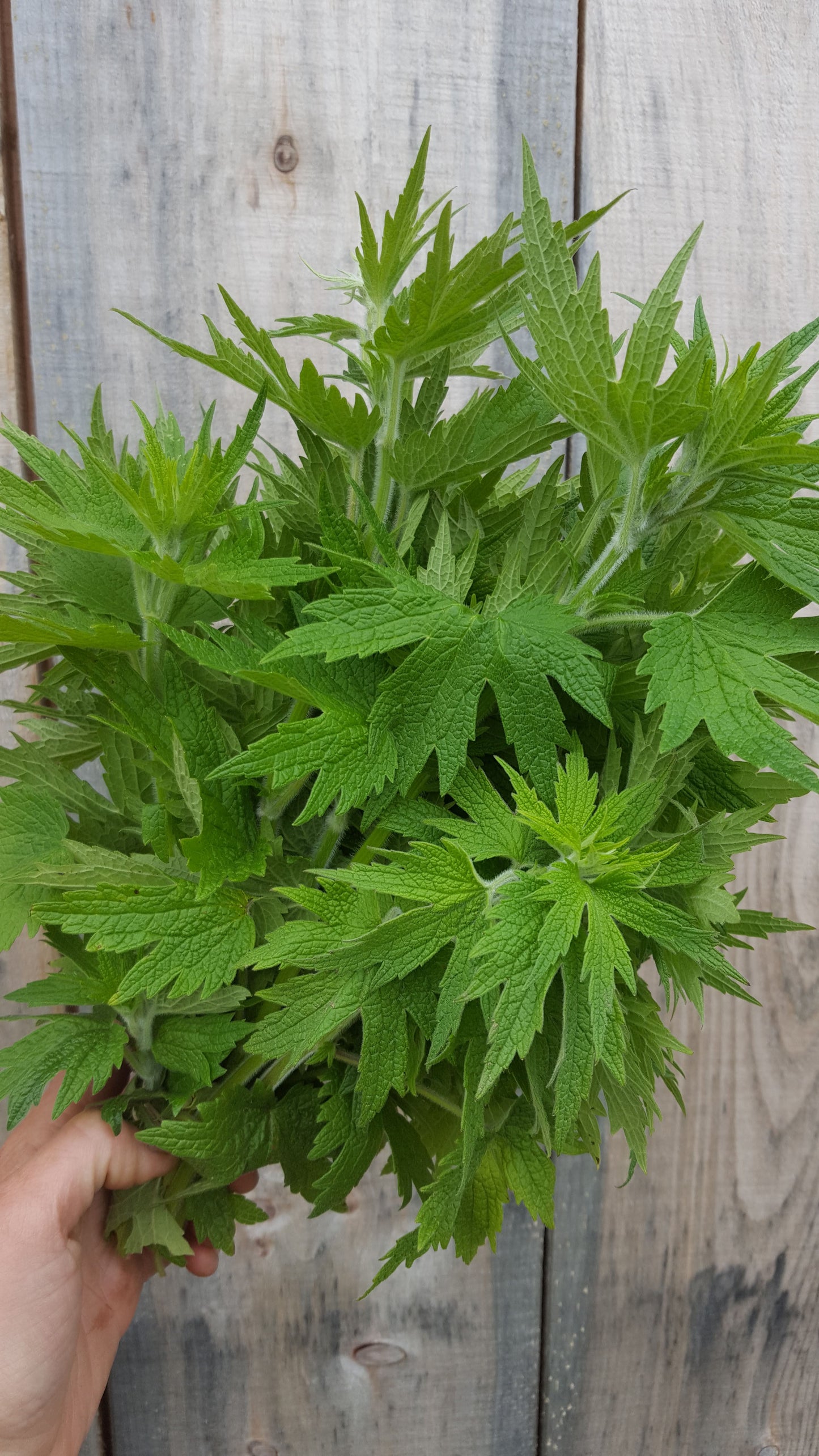 Motherwort