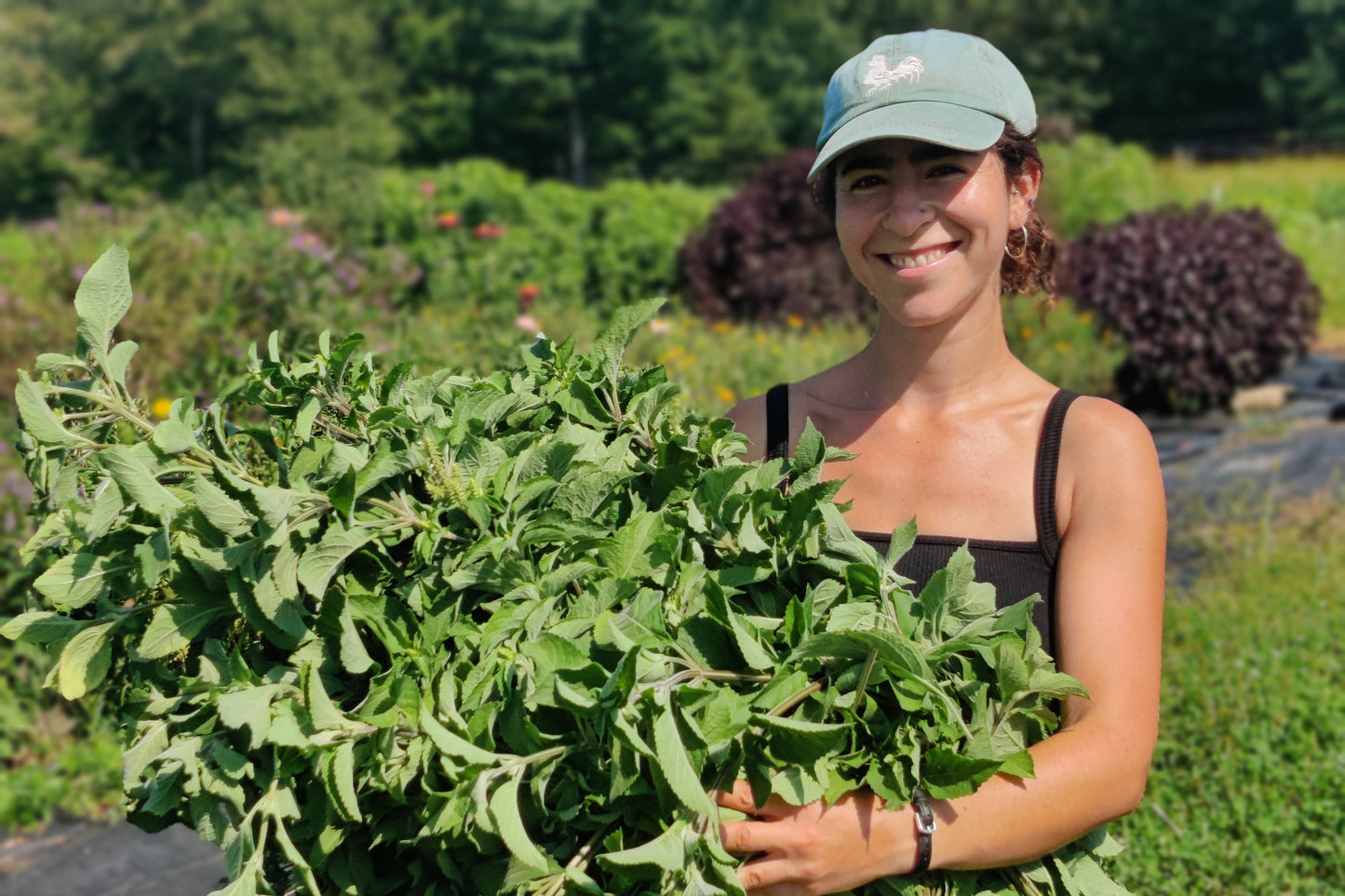 Dried Tulsi (Holy Basil), Vana
