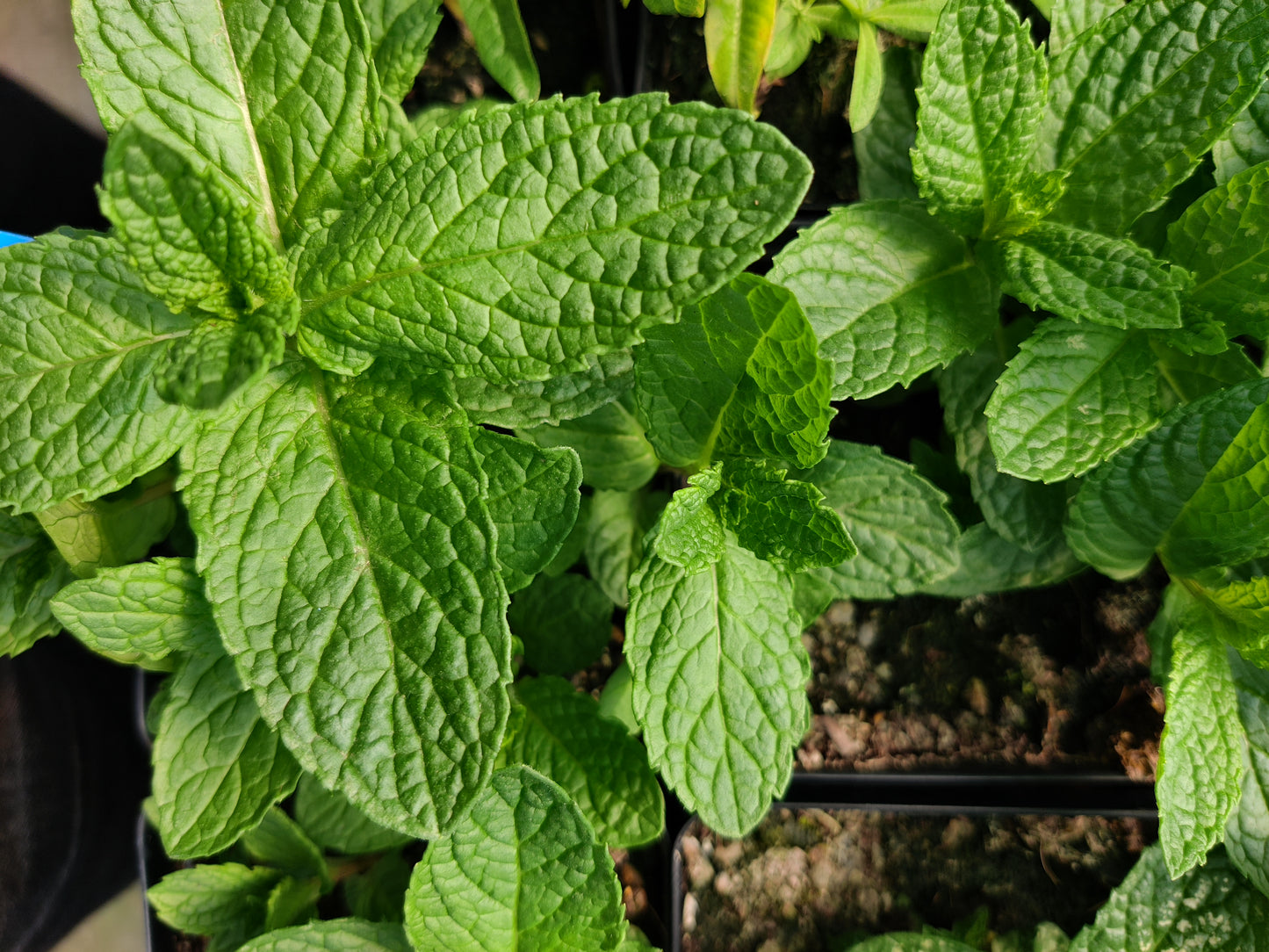 Dried Spearmint