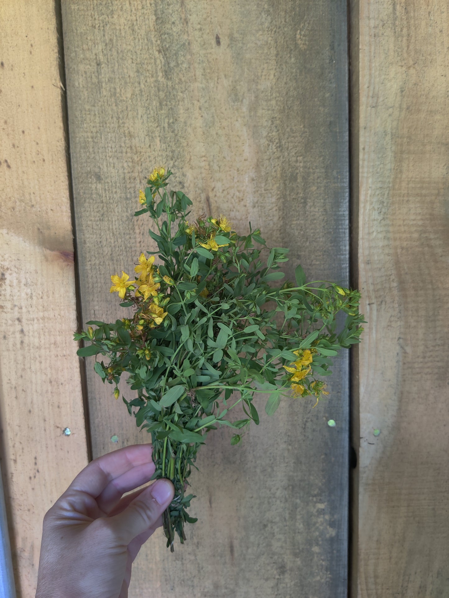 St Johns Wort