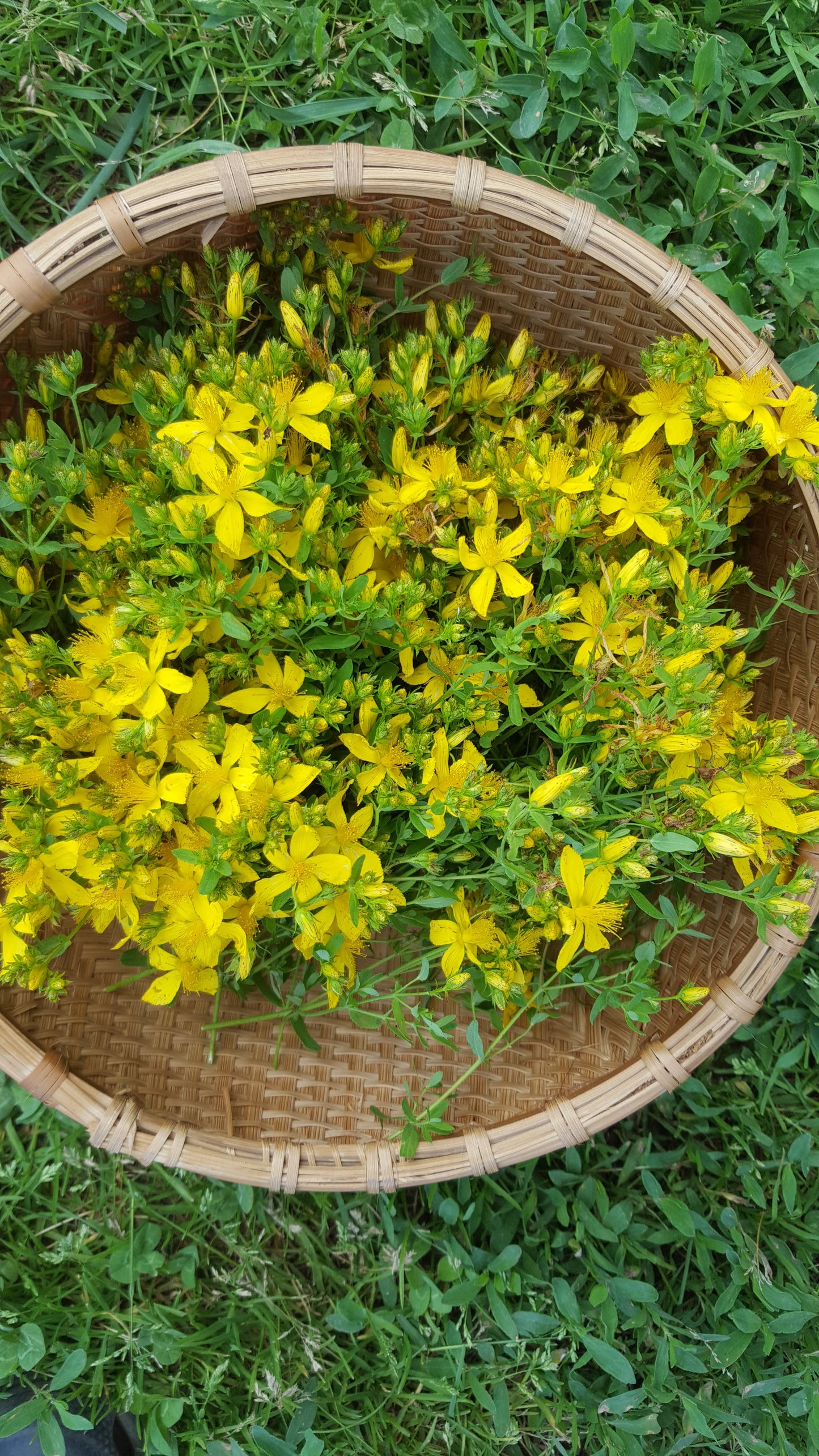 St Johns Wort