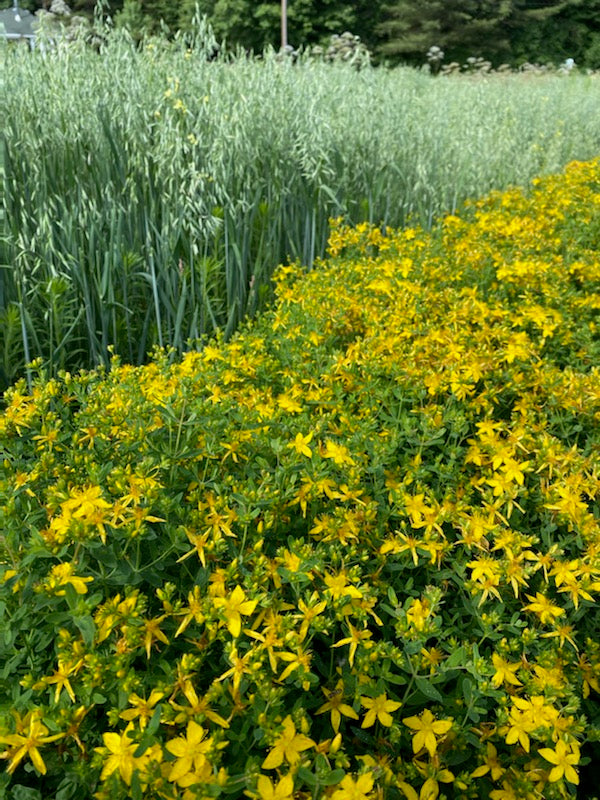 St Johns Wort