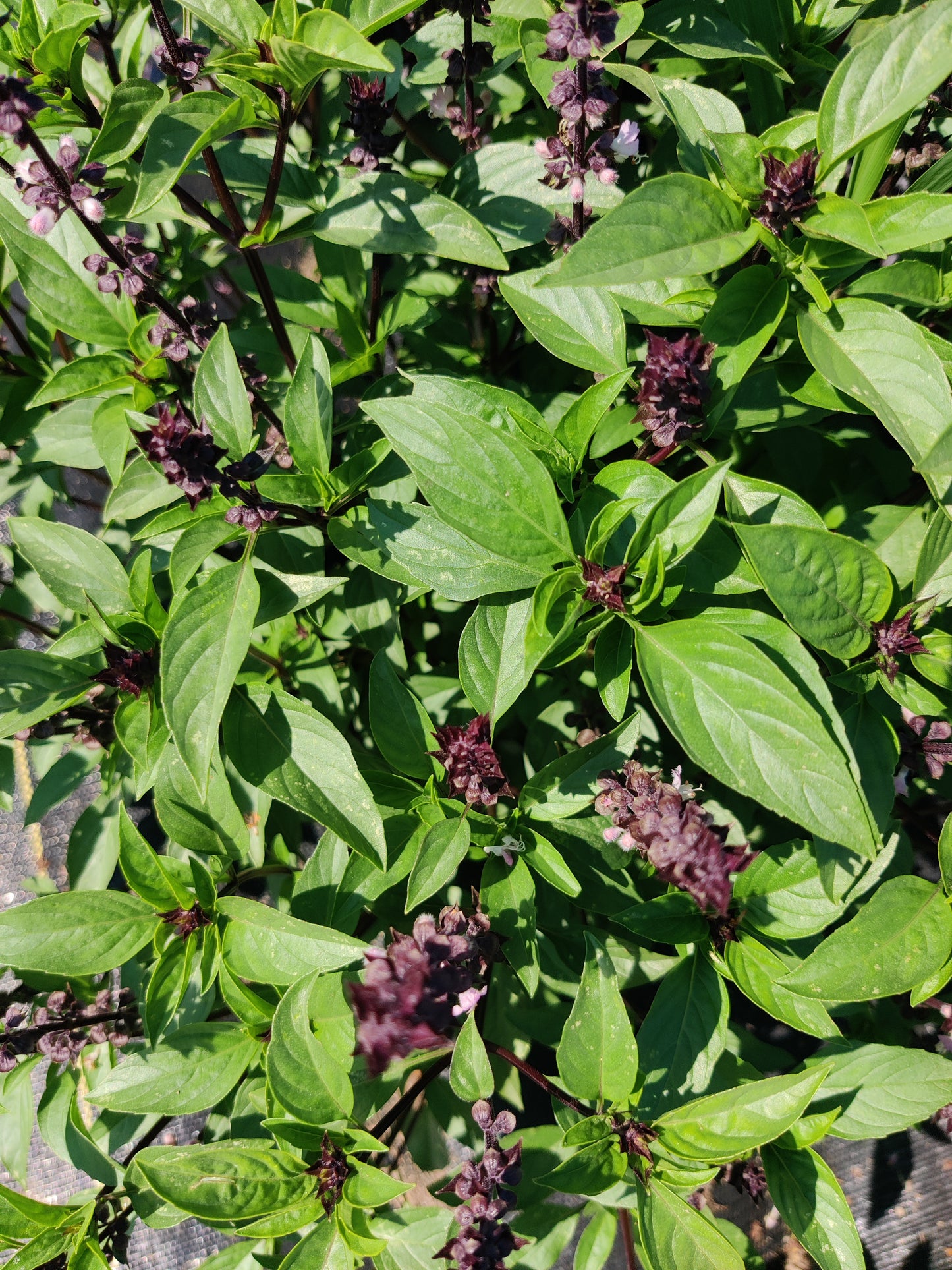 Basil (thai)