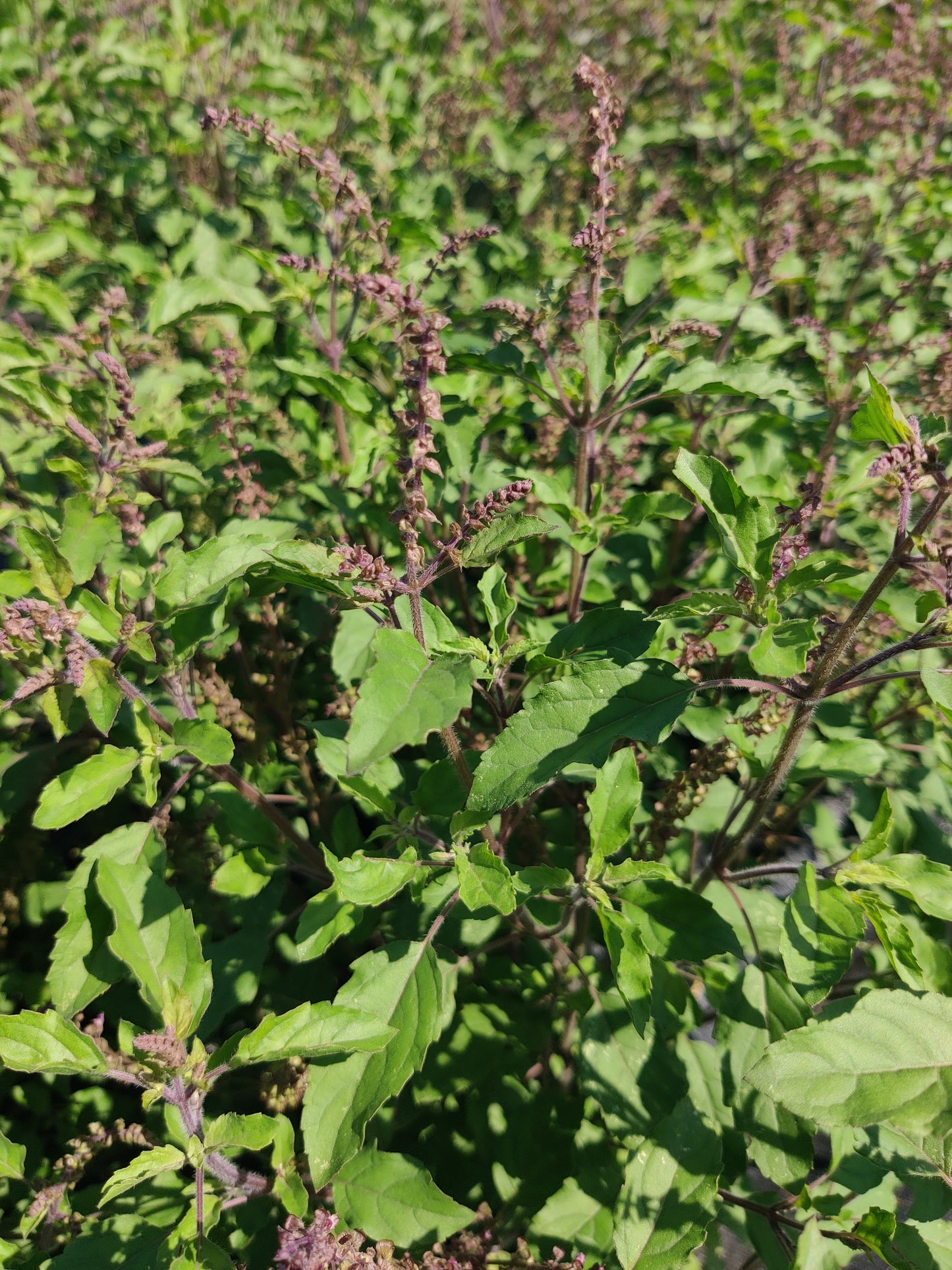 Dried Tulsi (Holy Basil), Rama