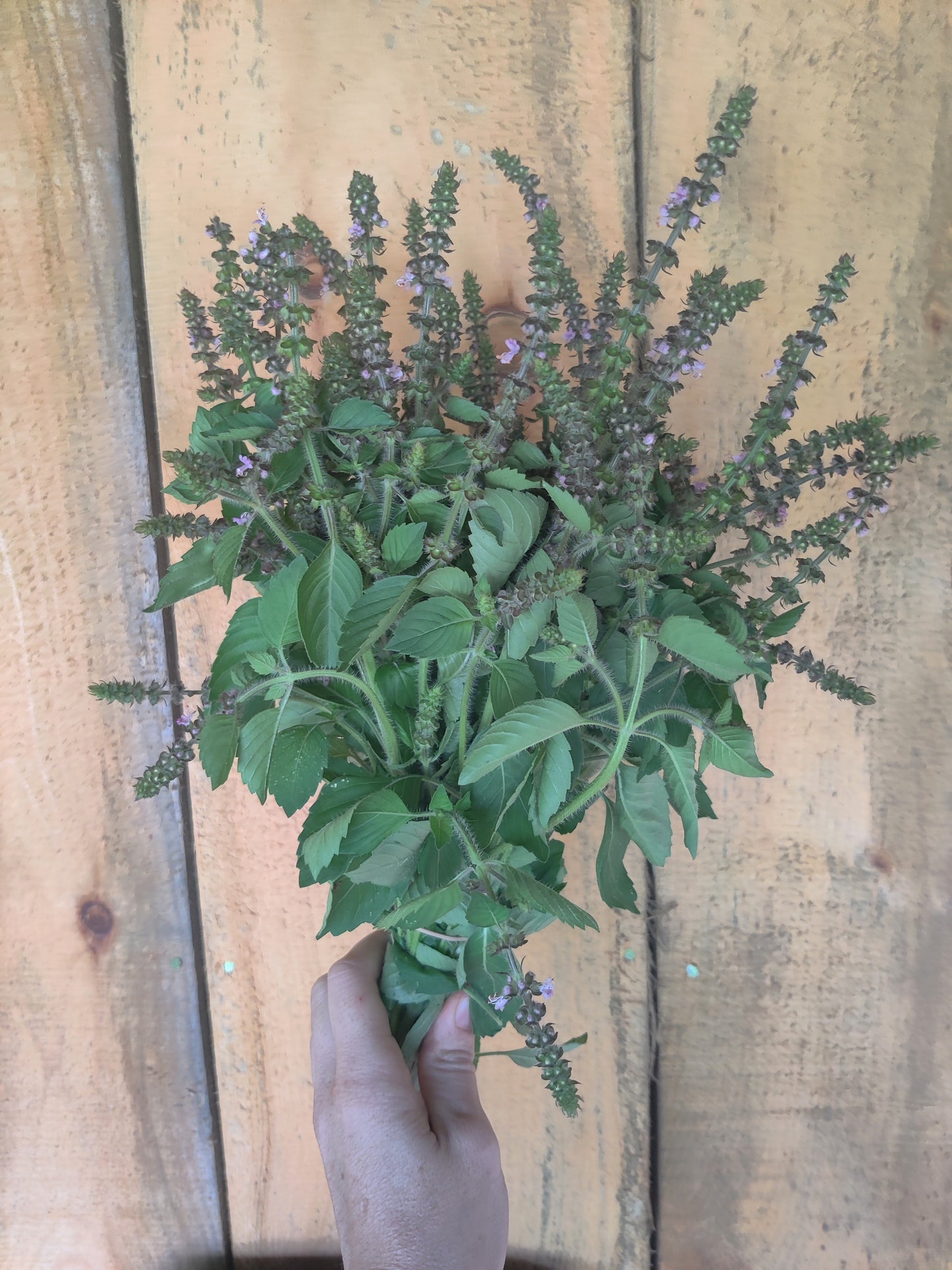Tulsi (Temperate)