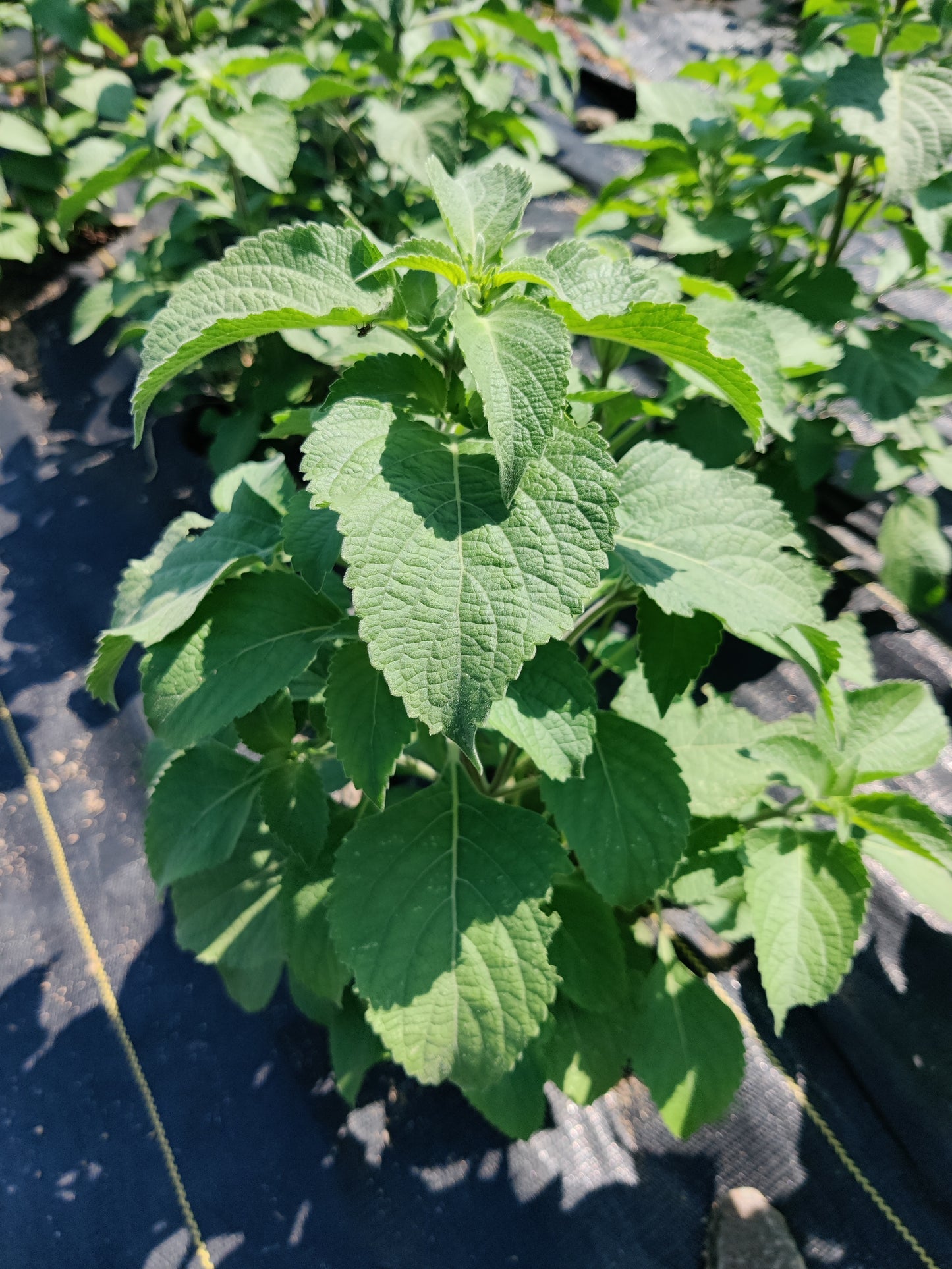 Tulsi (Vana)