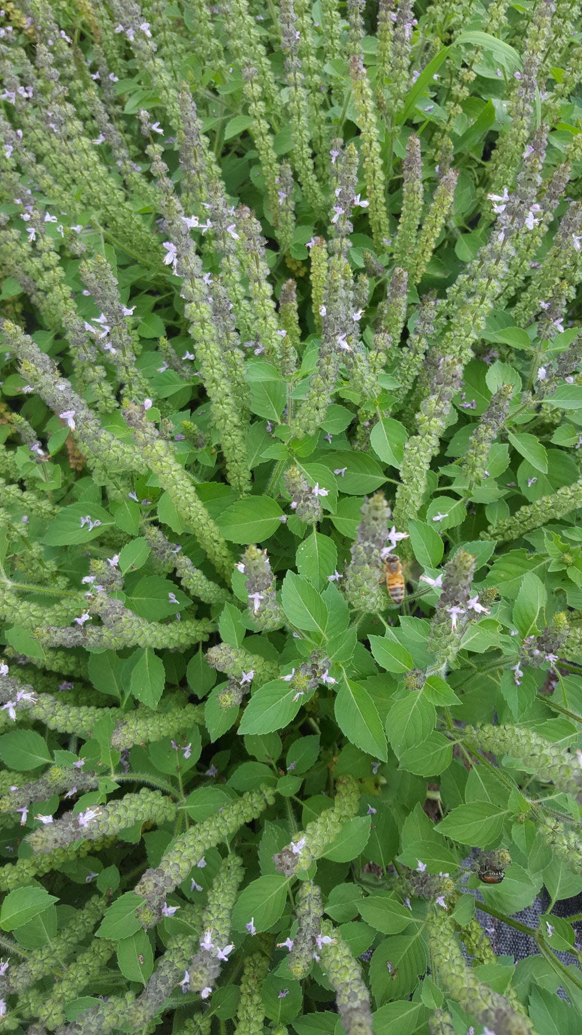 Tulsi (Temperate)