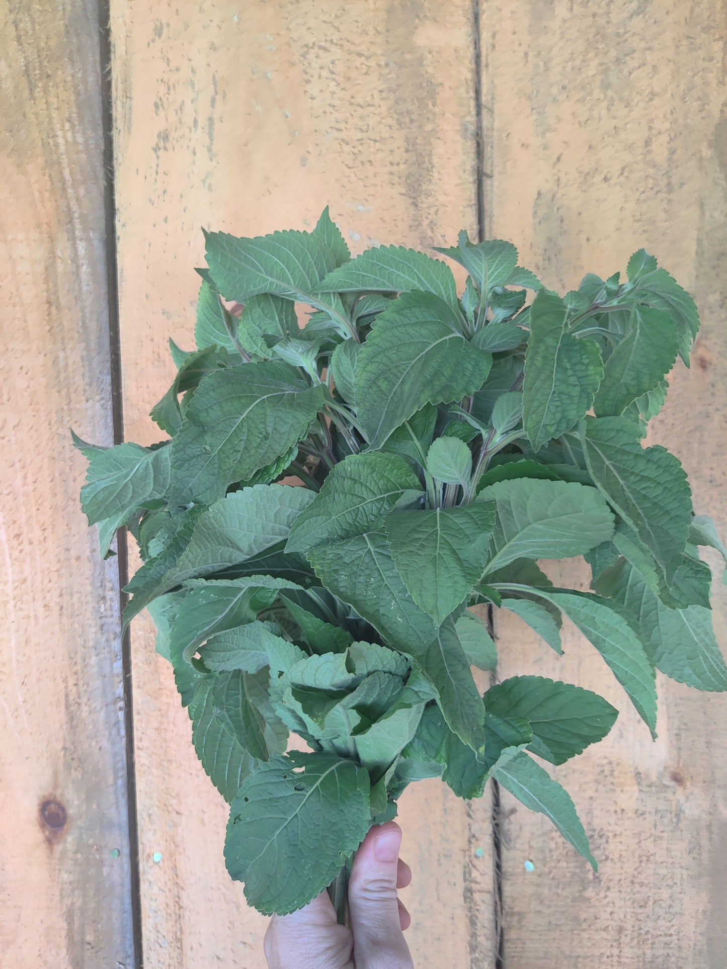 Tulsi (Vana)