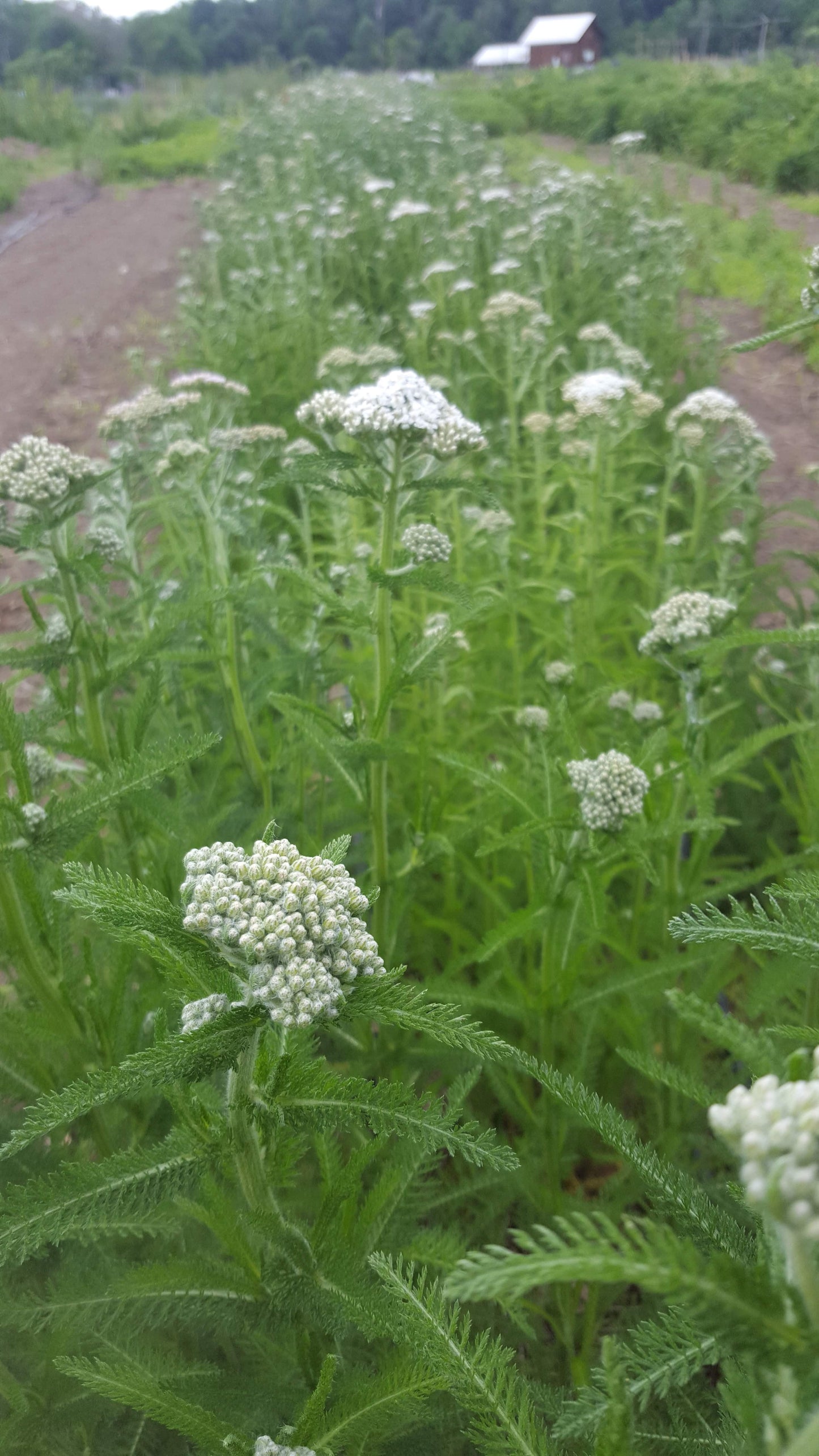 Yarrow leaf and flower